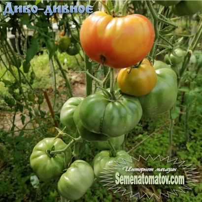Томаты сорта ДИВО ДИВНОЕ на кусте