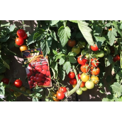 Пакет семян томата «ДЛЯ ВНУЧАТ | ДЛЯ ВНУКІВ | FOR GRANDCHILDREN» на фоне куста с плодами