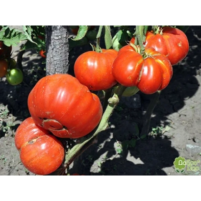 Спелые красные томаты на ветке - ДОБРЫЙ МОЛОДЕЦ