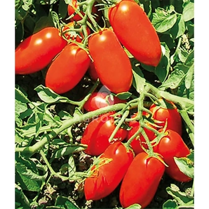 Спелые красные томаты сорта Docet F1 на ветке - Дочет F1