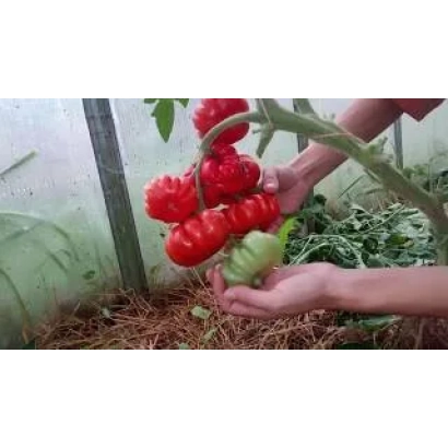 Красные томаты сорта Доля F1 на растении в теплице