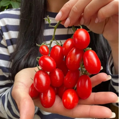 Кисти красных томатов сорта Дольчесио в руках человека