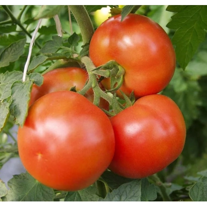 Червоні помідори на гілці - ДОН ХОСЕ