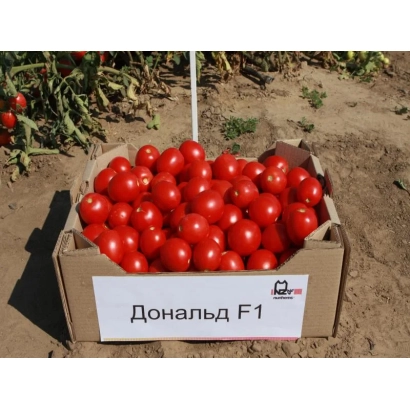 Коробка с красными помидорами сорта Дональд F1