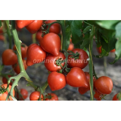 Close-up of red tomatoes on a vine - DONSKY
