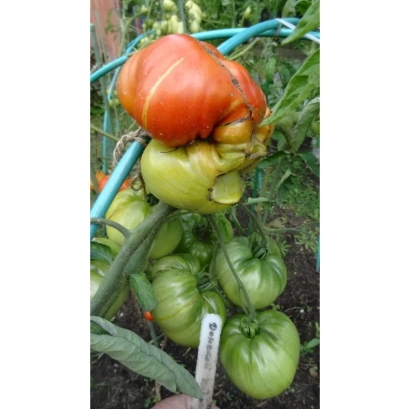 Томаты сорта Донской казак на растении