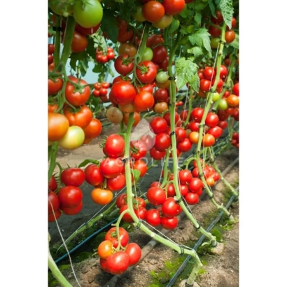 Червоні та зелені помідори на гілках у теплиці - Дофу