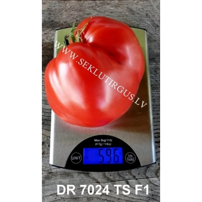 Красный томат сорта DR 7024 TS F1 на весах - ДР 7024 ТС