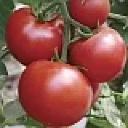 Спелые красные томаты на ветке - Драйв F1