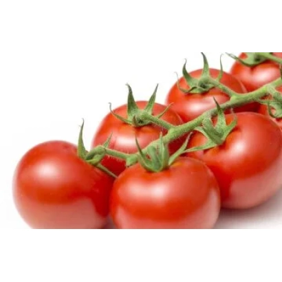 Свежие красные томаты на ветке - ДРИМВАЙН