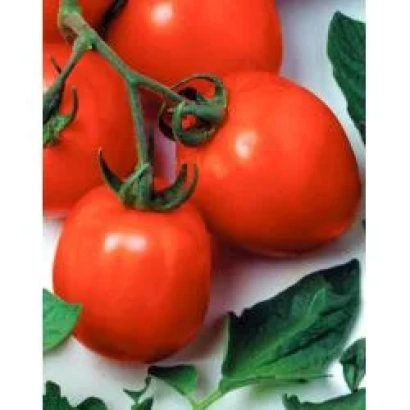 Fresh red tomatoes Dual Early F1 on vine with green leaves