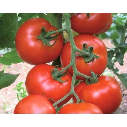 Крупний план червоних томатів на гілці - ДУКАТІ