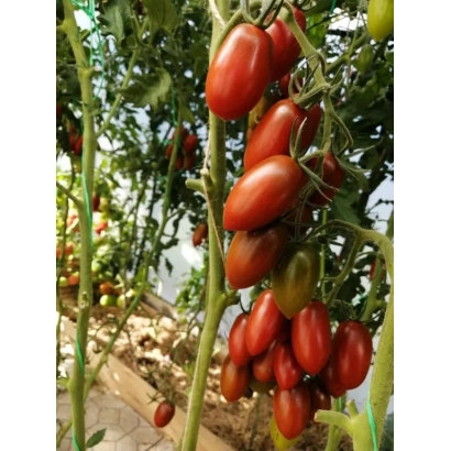 Спелые красные томаты Дюкре на ветвях в теплице