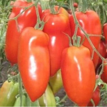 Дозрілі червоні помідори сорту ДУЛЬЧЕ на гілках