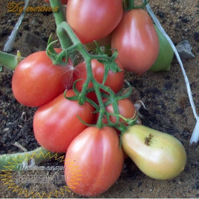 Спелые красные томаты сорта ДУЛЬСИНЕЯ на ветке с зеленым помидором на фоне земли