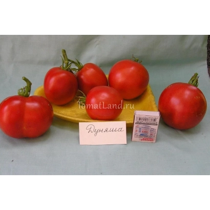 Красные томаты сорта Рыжик на деревянной подставке с этикеткой - Дуняша