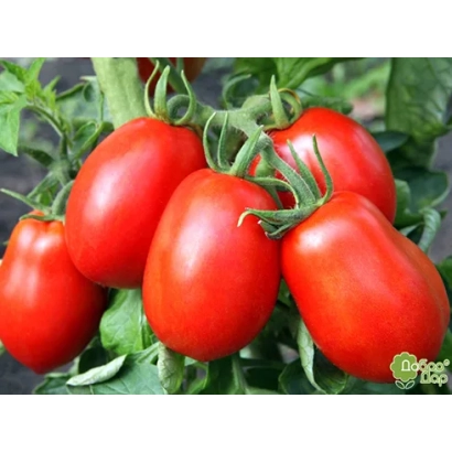 Красные томаты сорта Дюшес на ветке