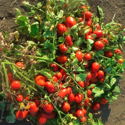 Спелые красные томаты на кусте - Дино