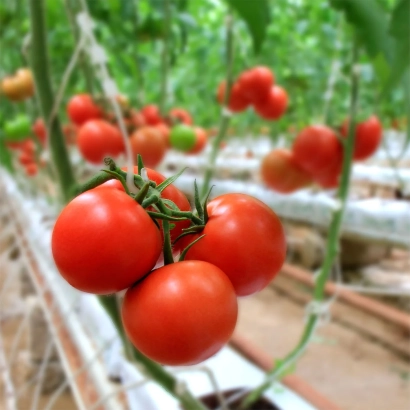 Красные томаты на ветвях в теплице - ДЖАФРА