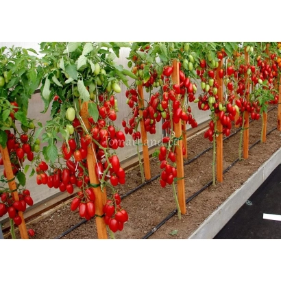 Ряды томатных кустов с красными плодами на опорах - Джек Пот