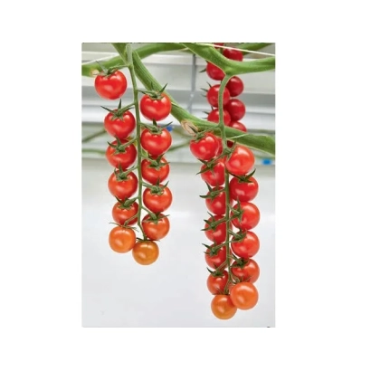 Спелые красные томаты сорта Е 15 Ц 50410 на ветвях