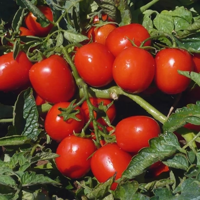 Красные томаты на ветке в поле - Едимар