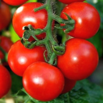 Красные помидоры на ветке - ЭКИПАЖ
