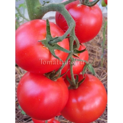 Спелые красные томаты сорта Tomatland на ветке - ЭКВАТОР