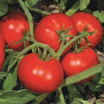 Спелые красные томаты на ветке - Елегро F1