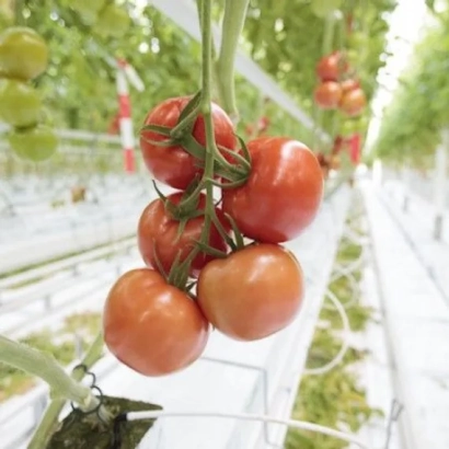 Дозріваючі помідори на гілці в теплиці - ЕНДЕВЕР