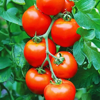 Ripe red tomatoes on a vine with green leaves - ENERGY
