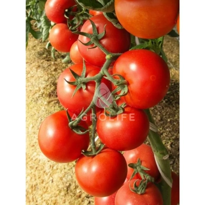 Красные томаты на ветке, фон из земли - Енигма F1