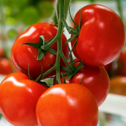 Свежие красные томаты на ветке - Энзалина