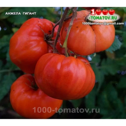 Крупные красные томаты сорта Анжека Гигант на ветке - ЭНЖЕ