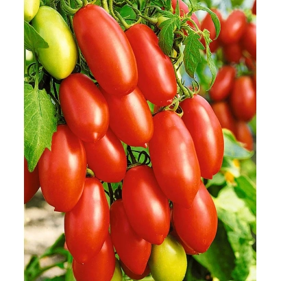 Спелые и зеленые помидоры на ветвях томатного куста - ЭРКОЛЬ