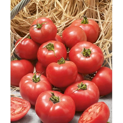 Свежие красные томаты на соломе - ЕРОФЕИЧ