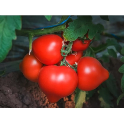 Красные помидоры на ветке - ЭРОН