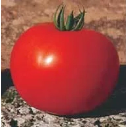 Червоний помідор на камені - ЕСМЕРАЛЬДА F1