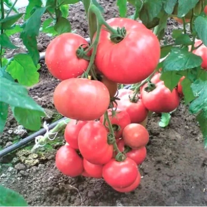 Спелые красные томаты сорта Есмира F1 на кусте