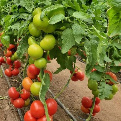 Томати на кущі: червоні та зелені плоди серед листя - ЕТЕРІ