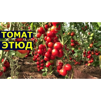 Красные томаты на кусте с надписью «ТОМАТ ЭТЮД»