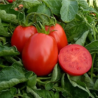 Красные томаты сорта ЭВЕРТОН на зелёных листьях, один плод разрезан пополам.