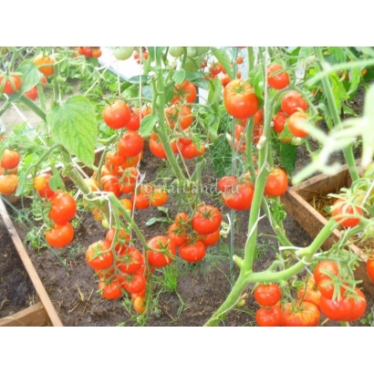 Кусты томатов с красными плодами на грядке - ЕВПАТОР