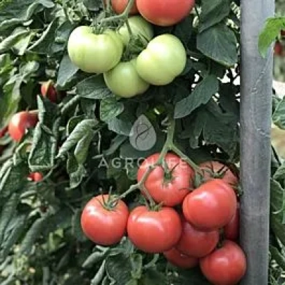 Томаты на кусте, красные и зеленые плоды, логотип AGRO - ЕКСТРАДЕНА