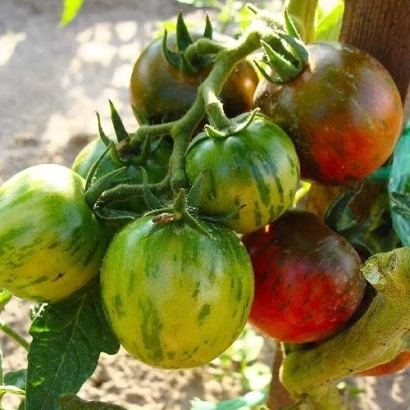 Спелые и незрелые помидоры сорта Фаберже на ветке