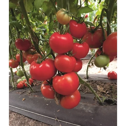 Красные томаты на кусте в теплице - ФАБИО ПЛЮС