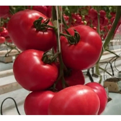Червоні помідори сорту Фанагорія на гілках у теплиці