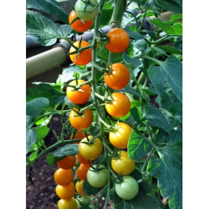 Спелые и незрелые помидоры сорта Фантазия на ветке