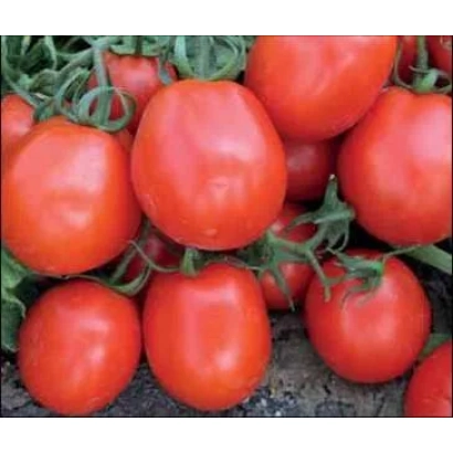 Свіжі червоні помідори на гілках - ФАНТЕР F1 (СRХ 71056)