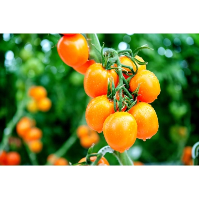 Спелые оранжевые томаты сорта ФАНТО на ветке